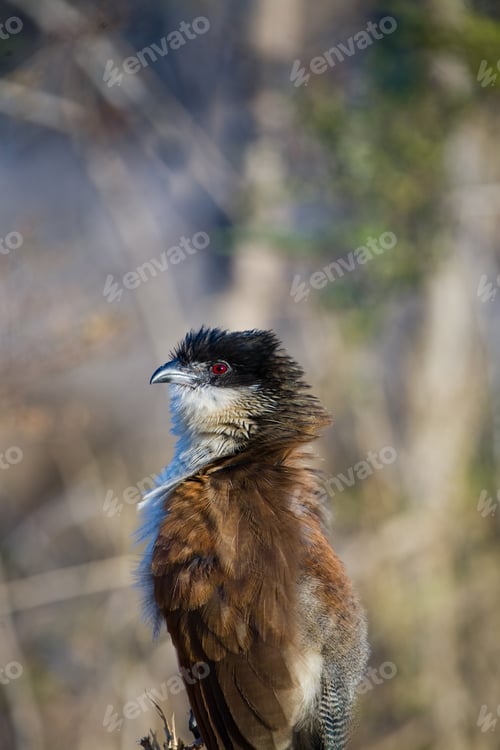Preview: Bird In The Kruger National Park, South Africa