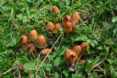 Preview: Forest Mushroom In Natural Habitat