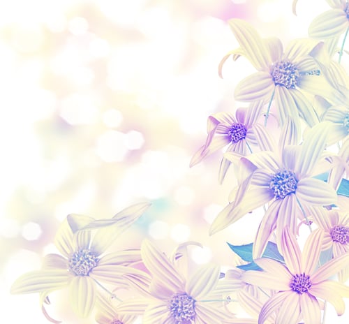 Preview: Mexican Sunflower Weed (Tithonia Diversifolia)