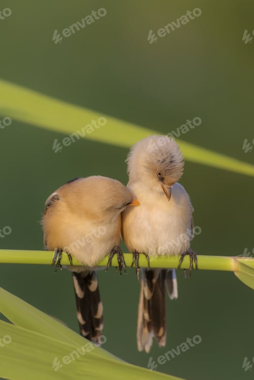 Preview: Best Friends. Cute Birds. Bearded Reedling. Green Nature Background.