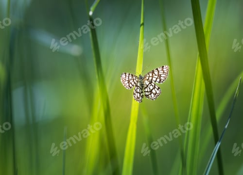 Preview: Beautiful Butterfly Sitting On Grass Leaf. Macro Of Butterfly, Useful As Background