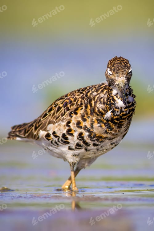 Preview: Colorful Water Bird. Colorful Natrure Background. Bird: Ruff. Philomachus Pugnax.