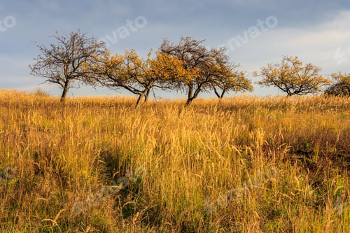 Preview: Fallen Trees In A Dried Grass Under A Heavy Gray Sky