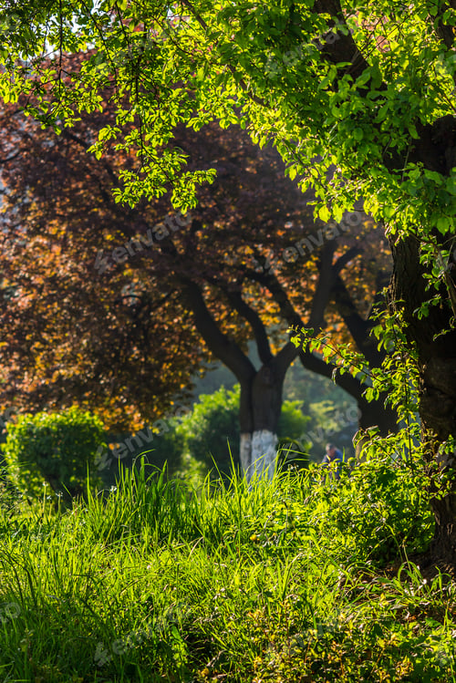 Preview: Forest Glade Close Up With Shiny Blur Of Wet Grass In The Warm Sun Light