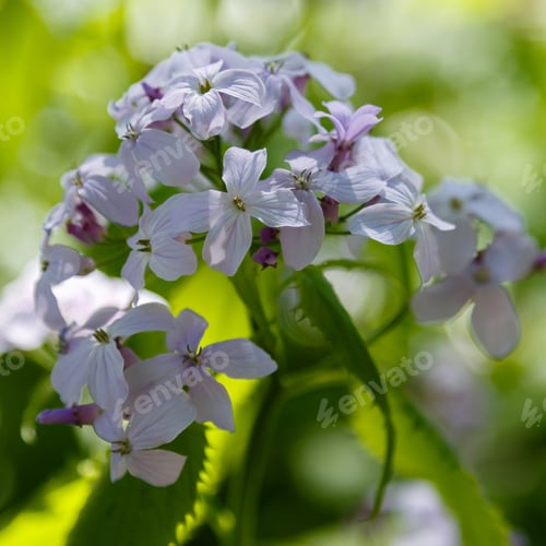 Preview: Perennial Honesty Or Lunaria Rediviva Flowers In Spring Garden