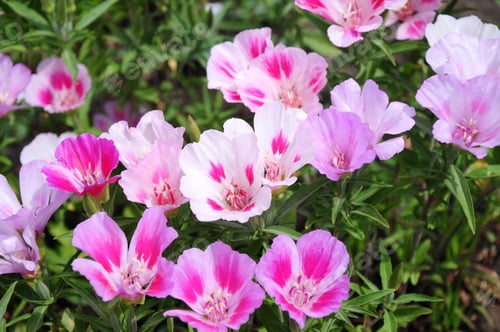 Preview: Vibrant Godetia Flowers