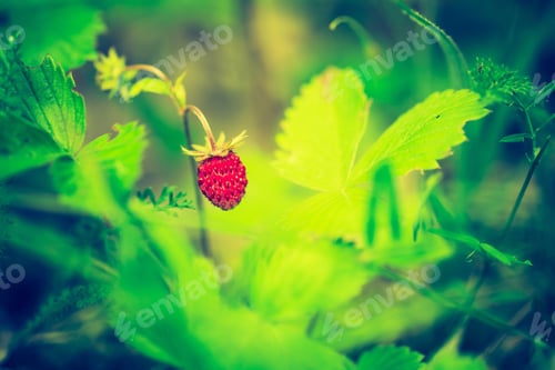 Preview: Vintage Photo Of Wild Strawberry Growing In Summer Forest. Close Up Of Wild Fruit. Natural Summer