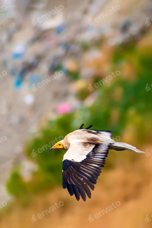 Preview: Flying Vulture. Nature Background. Egyptian Vulture. Neophron Percnopterus.