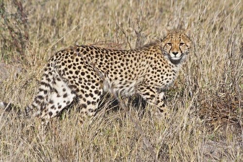 Preview: Cheetah (Acinonyx Jubatus Soemmeringii) In The Okavango Delta, Botswana
