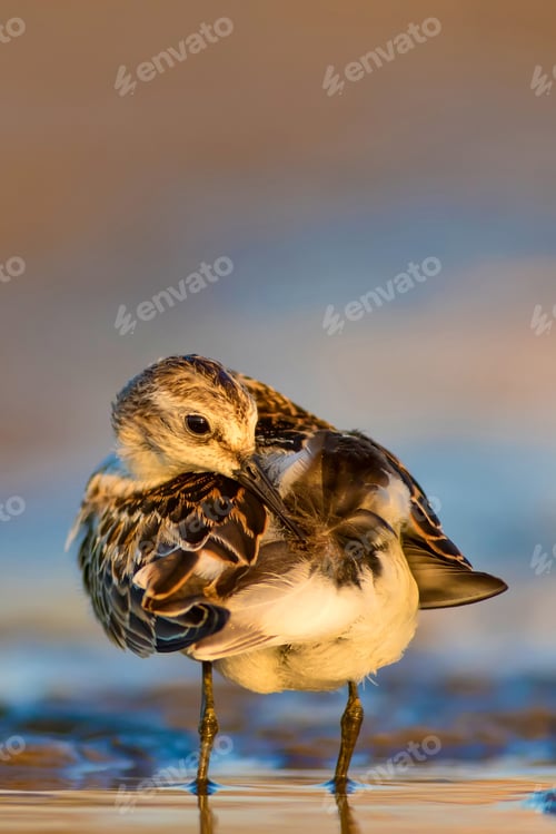 Preview: Cute Little Water Bird. Nature Background. Bird: Little Stint. Calidris Minuta.