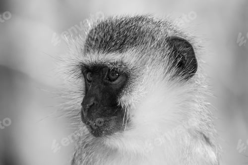 Preview: Vervet Monkey (Chlorocebus Pygerythrus) In Kruger National Park, South Africa