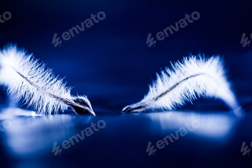 Preview: Abstract Composition With Dried Clematis Seeds And Light