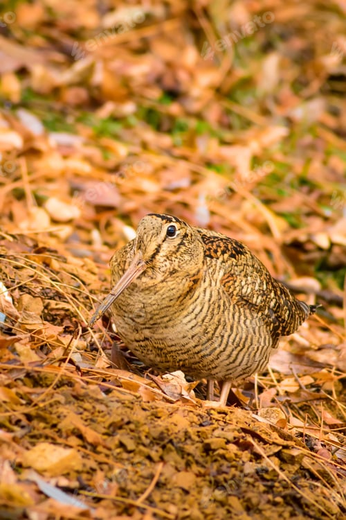 Preview: Woodcock And Dry Leaves. Brown Nature Background. Eurasian Woodcock / Scolopax Rusticola
