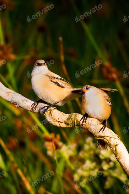 Preview: Cute Bird. Green Nature Background Bearded Reedling / Panurus Biarmicus