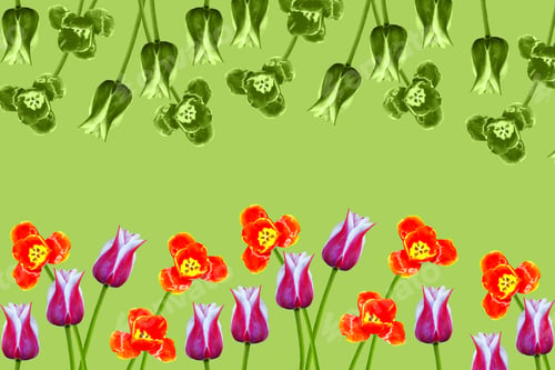 Preview: Spring Flowers Tulips Isolated On Green Background. Floral Collection.