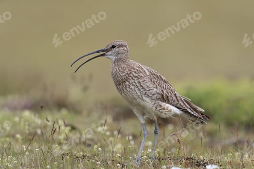 Preview: Whimbrel (Numenius Phaeopus) Iceland