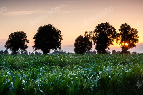 Preview: Green Corn Field At Sunset