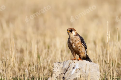 Preview: Falcon. Brown Yellow Nature Background. Bird: Red Footed Falcon.