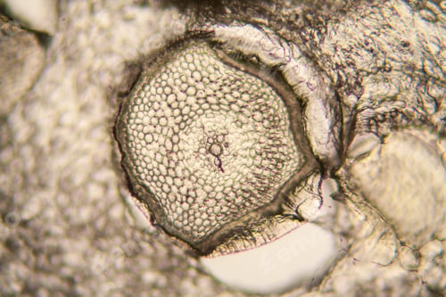 Preview: Onion Root Cells At The Microscope