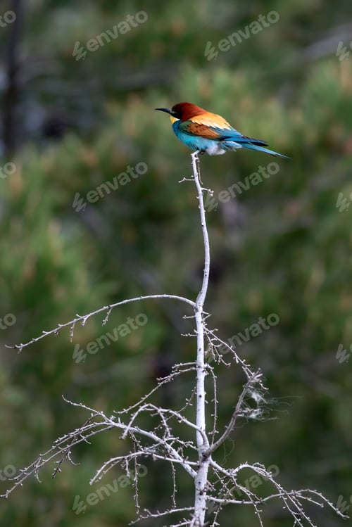 Preview: Colorful Bird. Green Nature Background. Bird: European Bee Eater. Merops Apiaster.