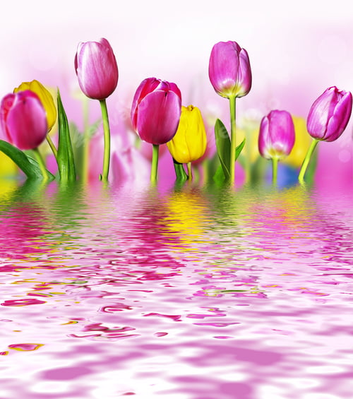 Preview: Pink And Yellow Tulips