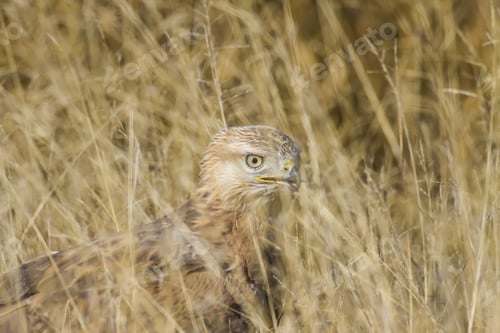 Preview: Bird Of Prey. Yellow Nature Background Bird: Long Legged Buzzard. Buteo Rufinus.