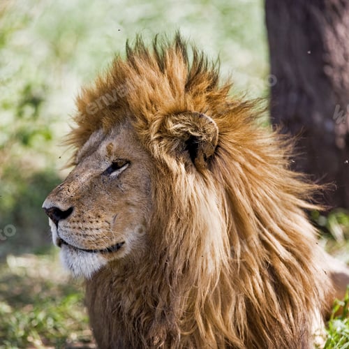 Preview: African Lion In The Serengeti National Park, Tanzania