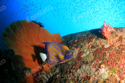 Preview: Bluering Angelfish On Coral Reef
