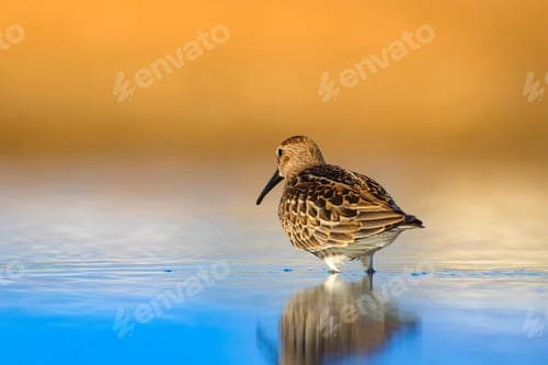 Preview: Colorful Nature And Water Bird. Blue Water, Yellow Sand Background. Bird: Curlew Sandpiper