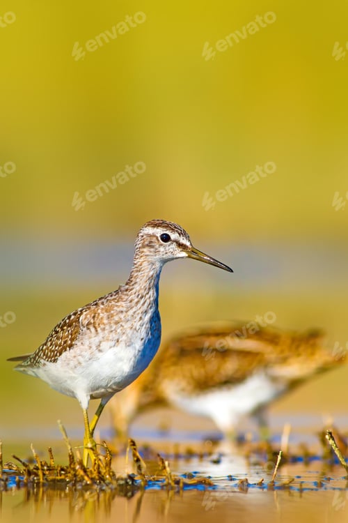 Preview: Cute Water Bird. Natural Background.