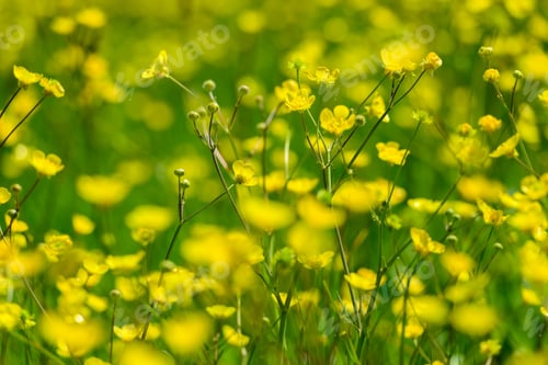 Preview: Amazing Field With Buttercup Flowers, Armenia
