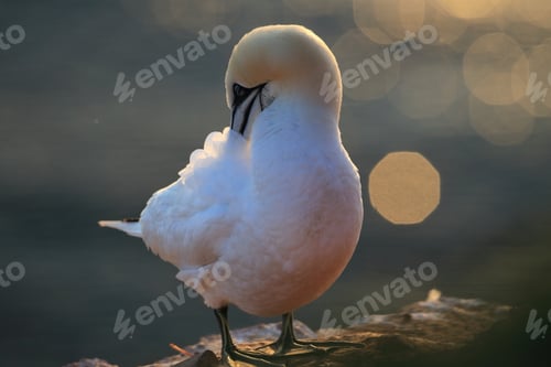 Preview: Northern Gannet (Morus Bassanus) Heligoland Germany