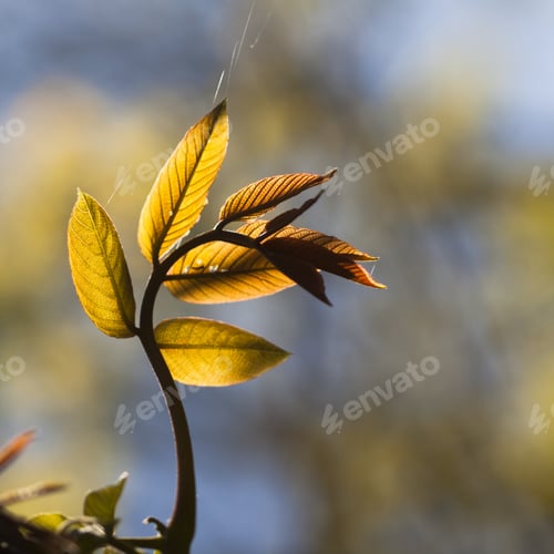 Preview: Light Yellow-Green Leaves On Spring, Natural Background