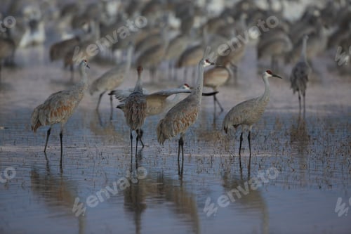 Preview: Sandhill Crane Bosque Del Apache Wildlife Reserve New Mexico Usa