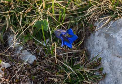 Preview: Mountain Flowers In The Julian Alps