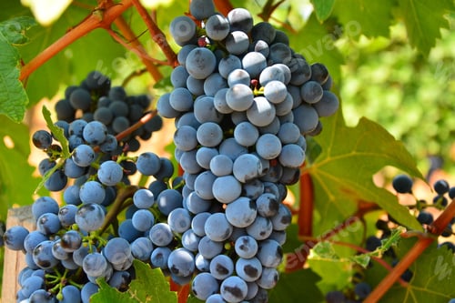 Preview: Grape Vineyard Wine