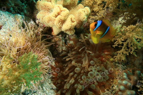 Preview: Anemones