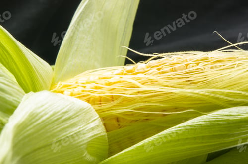 Preview: Fresh Corn On Cobs On Black Background, Closeup