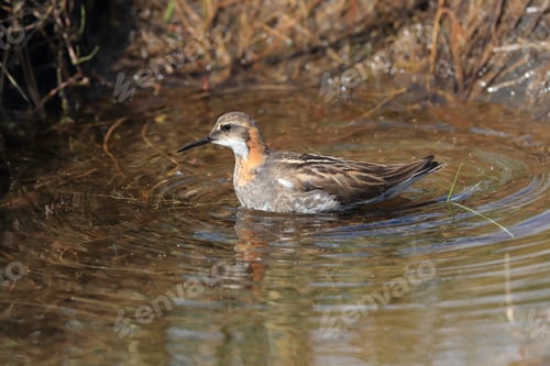 Preview: Red-Necked Phalarope (Phalaropus Lobatus) Iceland