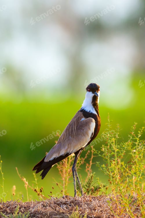 Preview: Cute Bird Spur Winged Lapwing. Green Nature Background.