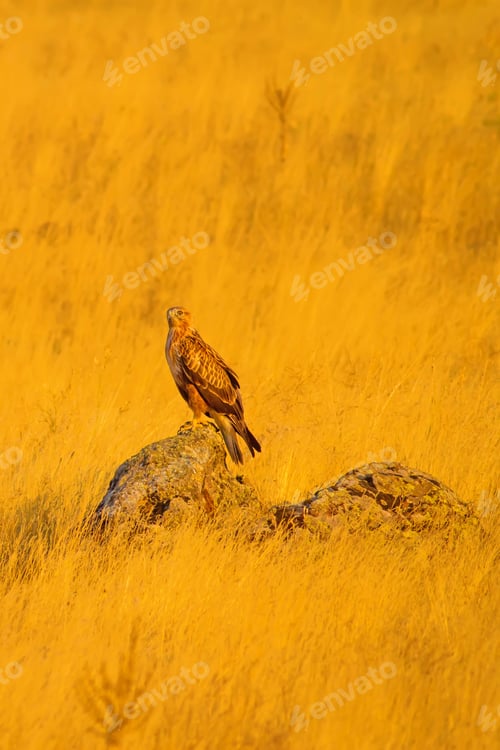 Preview: Hawk And Yellow Dry Grass Background.