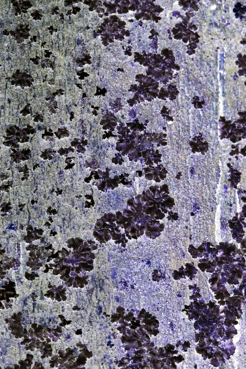Preview: Abstract Composition From Tree Bark With Moss And Lichens And Inverted Colors