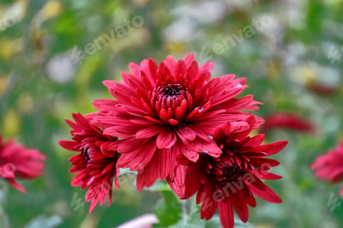 Preview: Colorful Chrysanthemum Flowers On A Background Of The Autumn Landscape