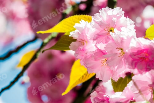 Preview: Beautiful Springtime Background. Sakura Flowers Blossom In Garden