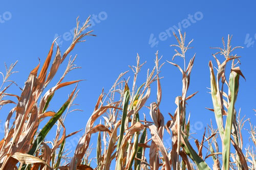Preview: Dry Corn Field In Midsummer