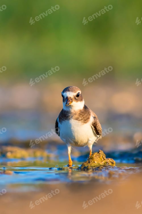 Preview: Cute Little Water Bird. Nature Background. Bird: Common Ringed Plover. Charadrius Hiaticula