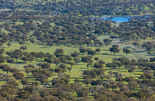 Preview: Mediterranean Forest In Sierra De San Pedro Mountain Range Of Caceres Province In Extremadura