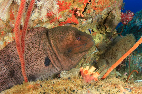 Preview: Giant Moray Eel
