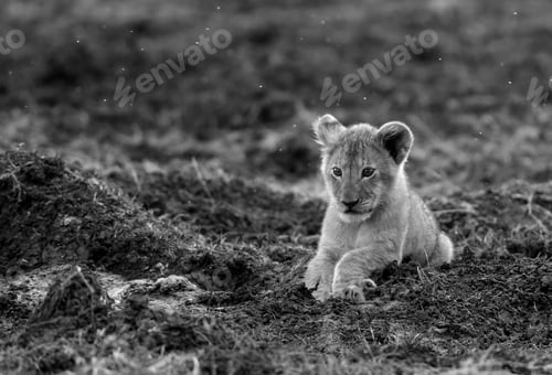 Preview: Lioness Cub Posing Like Adult