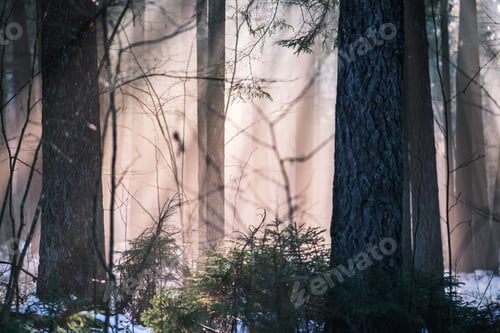 Preview: Mystical Winter Forest With Snow And Sun Rays Coming Through Trees With Mist And Fog